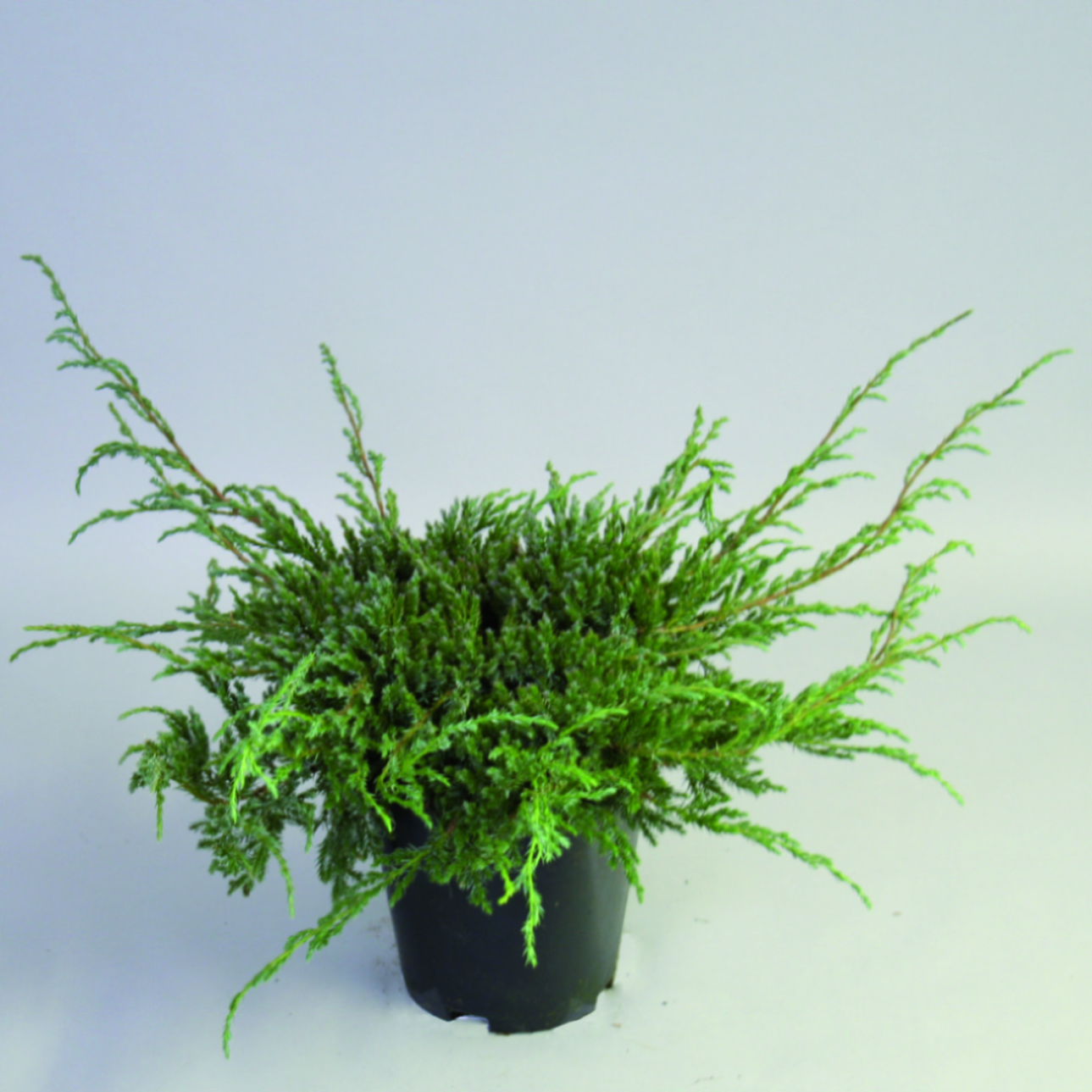 Можжевельник чешуйчатый Блю Карпет